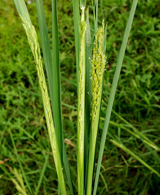 Rice is a Complex Crop to Produce
